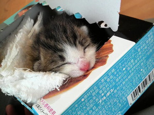 お腹がすいて、箱をくわえるチビ猫