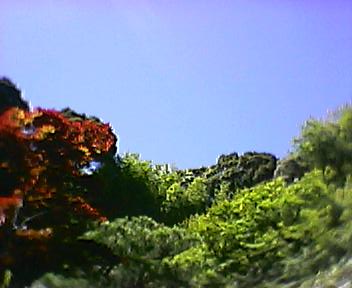 鈴虫寺の雑木林から青空を見る