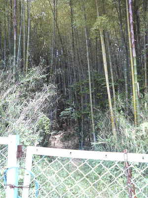 登美ヶ丘の竹薮
