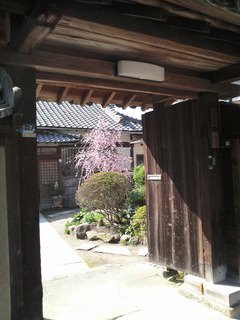 華蔵院の門から覗いた枝垂れ梅