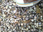 シジミの貝殻