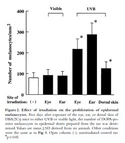 Hiramoto et al., 2003; Fig2: 目に紫外線を照射した群でも、耳にメラニン細胞が作られている。背中に照射した群よりも多い