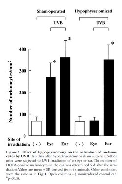 Hiramoto et al., 2003; Fig3: 脳下垂体を摘出すると、目に紫外線を照射しても耳にメラニン細胞は生成されない