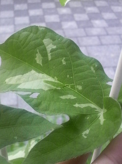 葉の中央に小さな緑色の虫がいる