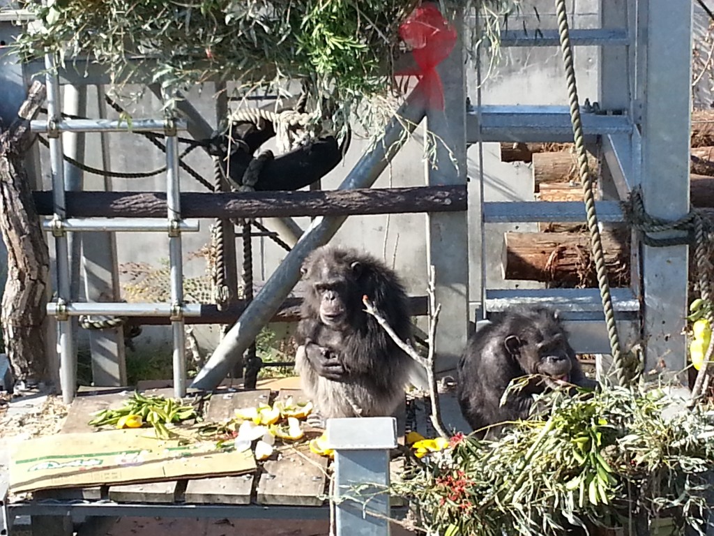 熊本サンクチュアリのチンパンジー。広い飼育上の中にある高い塔の中腹で座っていた。大人のチンパンジーの顔って黒いんだね。